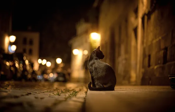 Picture road, cat, cat, night, the city, lights, street, pavers