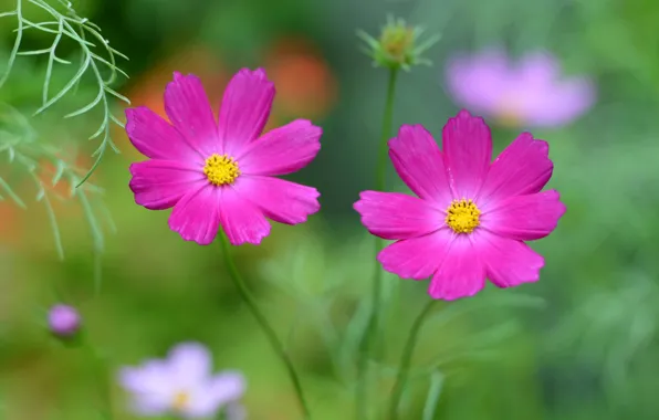 Field, macro, nature, petals, meadow, kosmeya