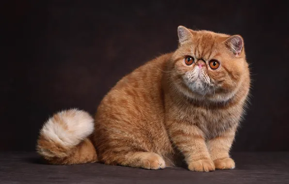 Cat, cat, look, kitty, red, sitting, Studio, exotic