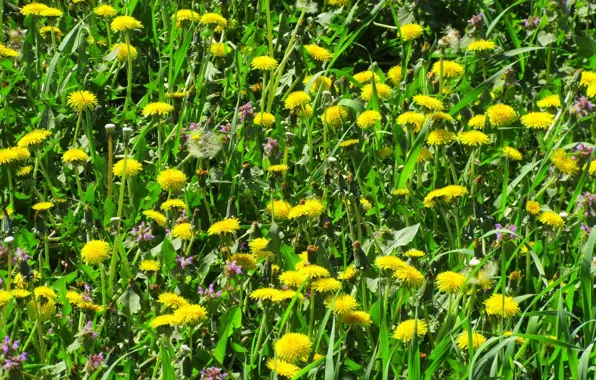 Grass, meadow, dandelions, spring 2018, Meduzanol ©