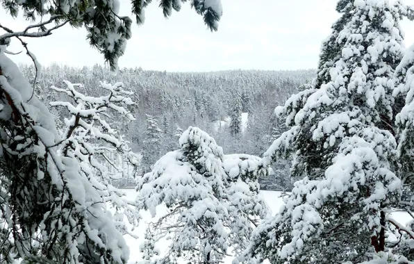 Picture forest, snow, trees, Finland, Uusimaa, Espoo, Nuuksio national park, Tockskog