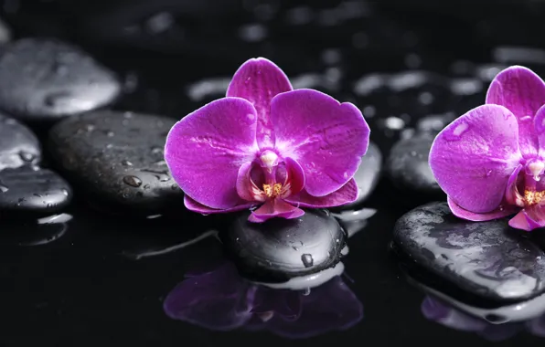 Water, drops, flowers, tenderness, beauty, petals, orchids, purple