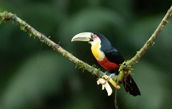 Background, bird, branch, banana, Toucan