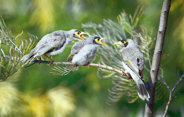 Birds, branch, trio