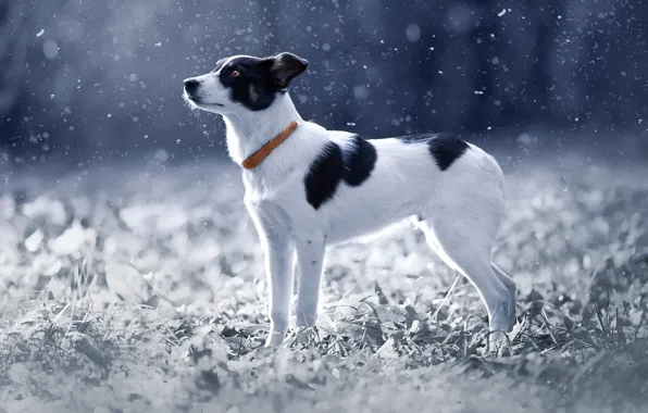 Winter, frost, grass, look, leaves, light, snow, nature