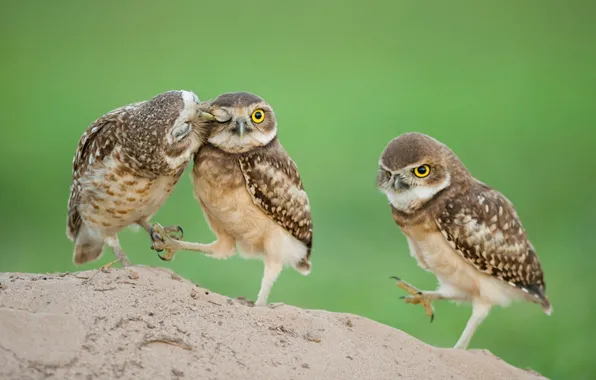 Picture eyes, Chicks, owlets