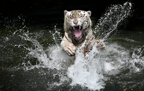 Language, white, look, face, water, squirt, tiger, the dark background