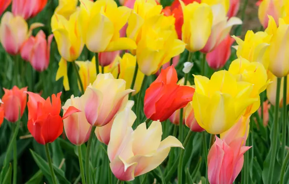 Wallpaper meadow, spring, tulips, petals, paint