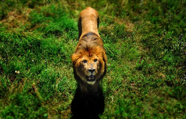 Picture greens, animals, grass, nature, Leo, wildlife, the lion king, animals nature