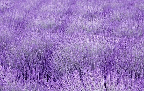 Field, lilac, lavender