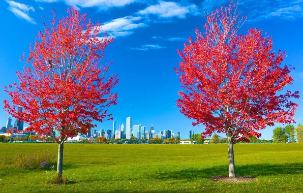 Autumn, grass, leaves, trees, the city, Park, Chicago, USA