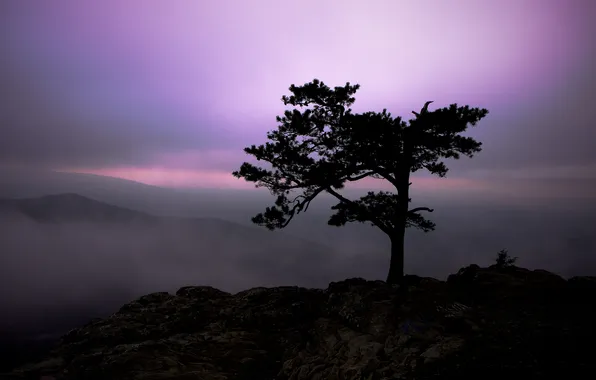 The sky, light, landscape, mountains, nature, fog, tree, rocks