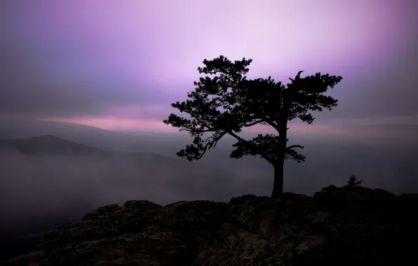 Picture the sky, light, landscape, mountains, nature, fog, tree, rocks