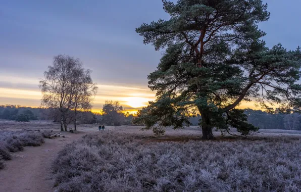 Park, people, tree, glade, path, pine, Heather