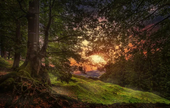 Forest, trees, hills, treatment