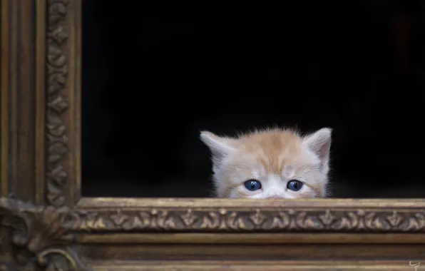 Cat, background, frame