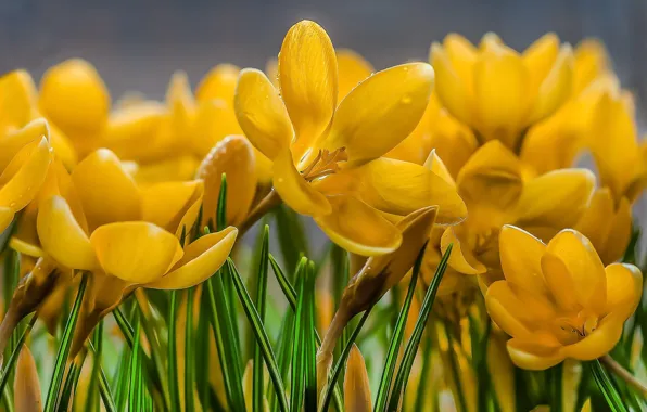 Macro, petals, yellow, Crocuses, Saffron