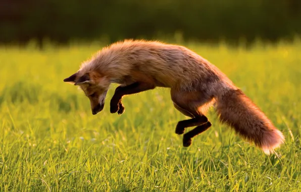 Picture jump, Fox, hunting, Fox