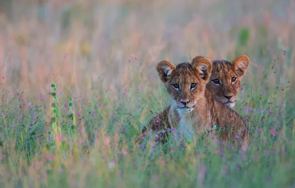 Picture cat, grass, Leo, Africa, lion, Botswana, the Kalahari desert