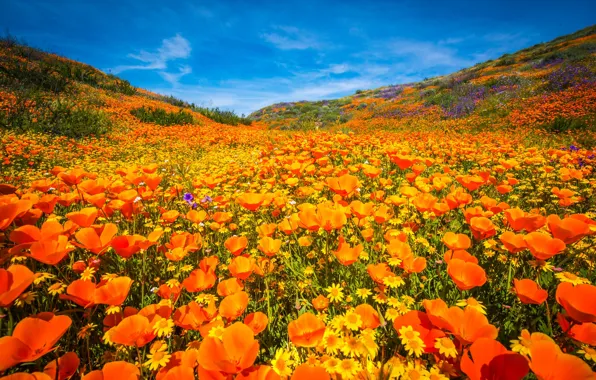 Picture flowers, nature, flowering, mountains, glade
