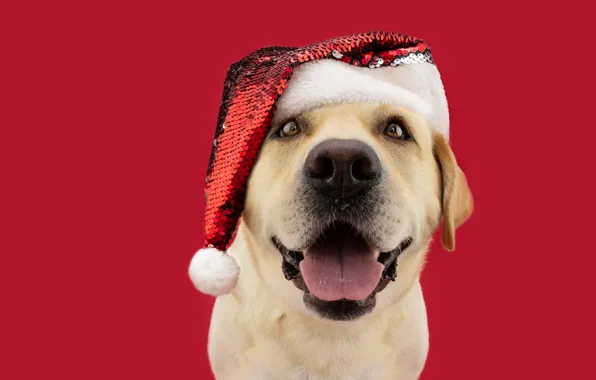 Language, look, portrait, dog, nose, Christmas, New year, face