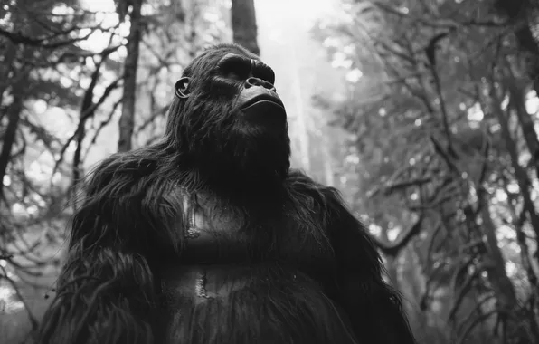 Being, Trees, Face, Digital art, Black and white, Closeup, Bigfoot, Yeti