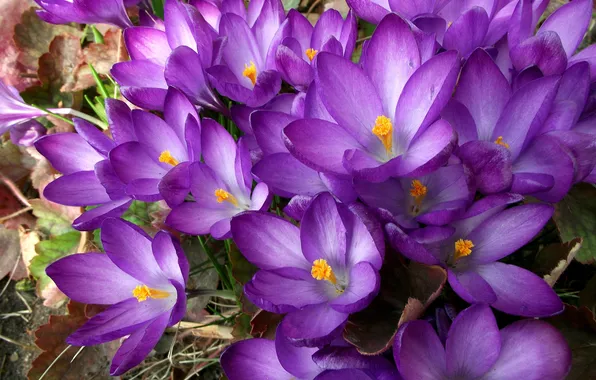 Flowers, spring, garden, crocuses, flowerbed, clearing, a lot, the view from the top