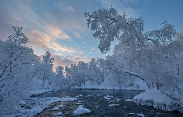Picture winter, the sky, snow, trees