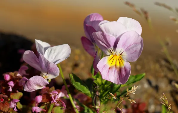 Flowers, background, pink, Pansy, clearing, bokeh, viola