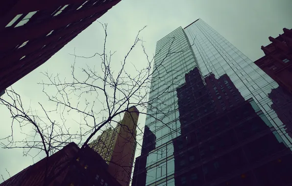 The sky, trees, branches, the city, reflection, building, skyscrapers