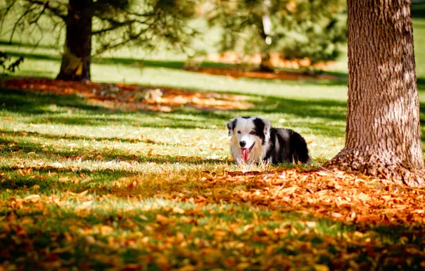 Autumn, Park, each, dog