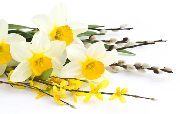 Picture flowers, branches, daffodils