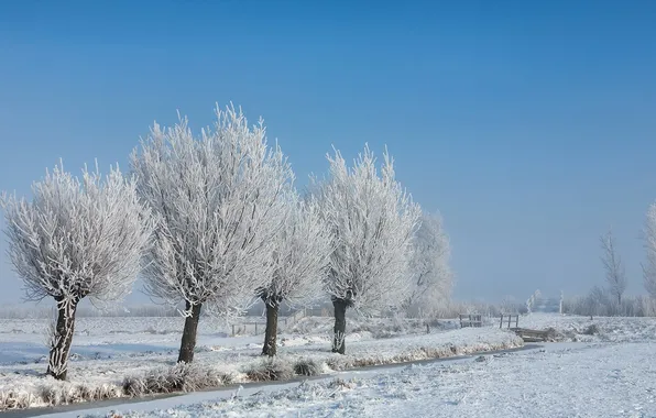 Winter, field, snow, trees