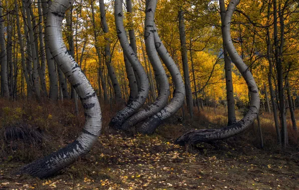 Autumn, birch, grove