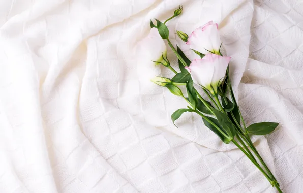 Flower, fabric, eustoma