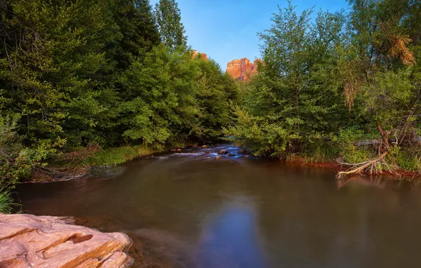 Picture forest, trees, pond, trees, pond, Forest