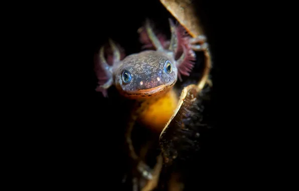 Nature, background, Juvenile Alpine Newt