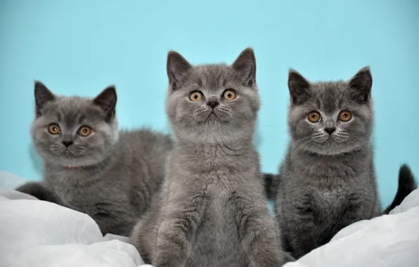 Kittens, grey, three, Cats, British, turquoise background