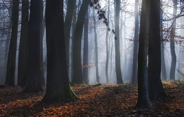 Autumn, forest, light, trees, branches, nature, fog, trunks