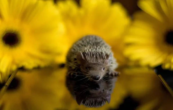 Baby, hedgehog, baby