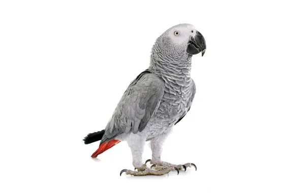 Bird, parrot, white background