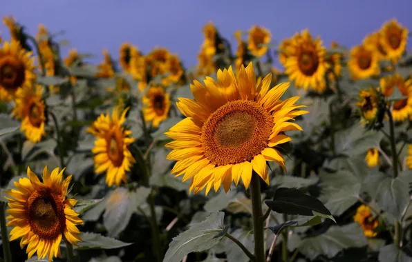 Field, summer, the sky, nature, Sunflowers, blue