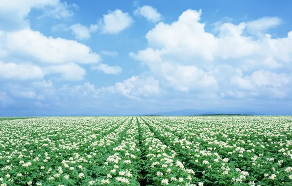 The sky, Field, Chamomile, Japan, Field, Chamomile