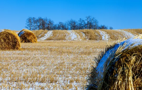 Field, the sky, snow, trees, hills, straw