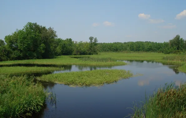 Greens, summer, nature, pond, green, summer, nature, pond