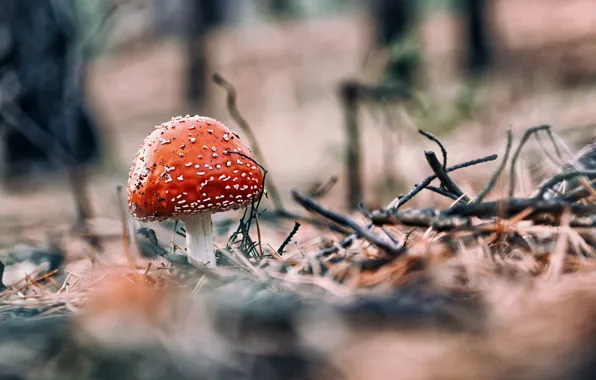 Autumn, macro, branches, nature, mushrooms, mushroom, needles
