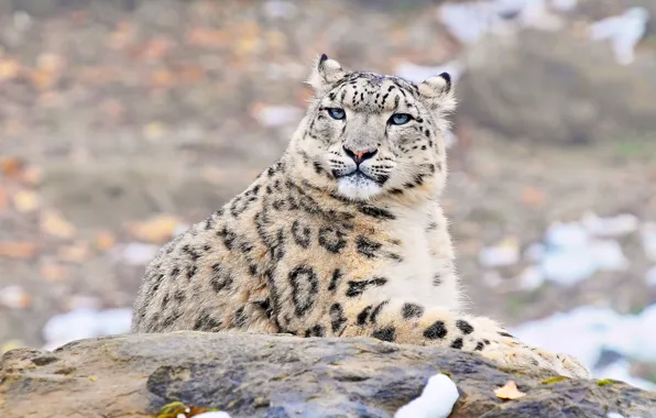 Look, face, predator, IRBIS, snow leopard, snow leopard, uncia uncia
