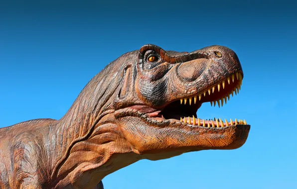 Dinosaur, Tyrannosaurus, Tyrannosaurus Rex, T. Rex, t-rex