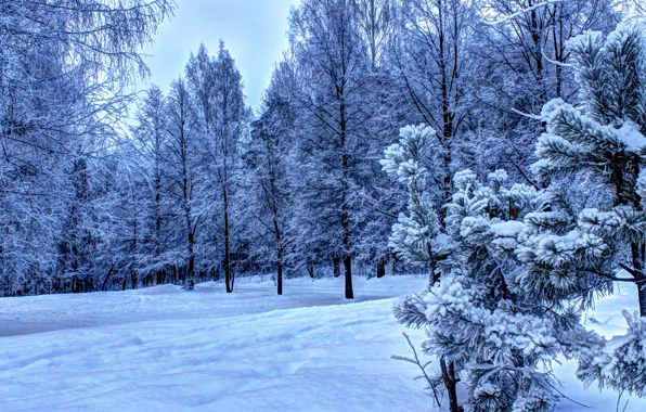 Picture forest, Winter, snow., Ate