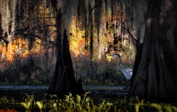Autumn, water, trees, nature, bird, swamp, USA, cypress